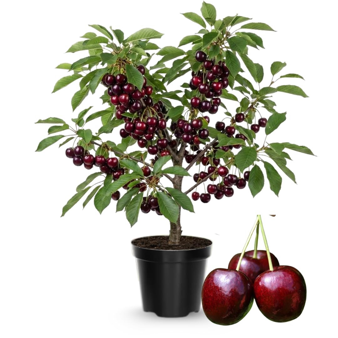 Cherry Tree Live Plant 3–4 Feet Tall in 3 Gallon Pot, Sweet Cherries Fruit Tree for Outdoor Growing, Cold Hardy Garden Tree, Ready to Plant, No CA (Dark Red Cherry)