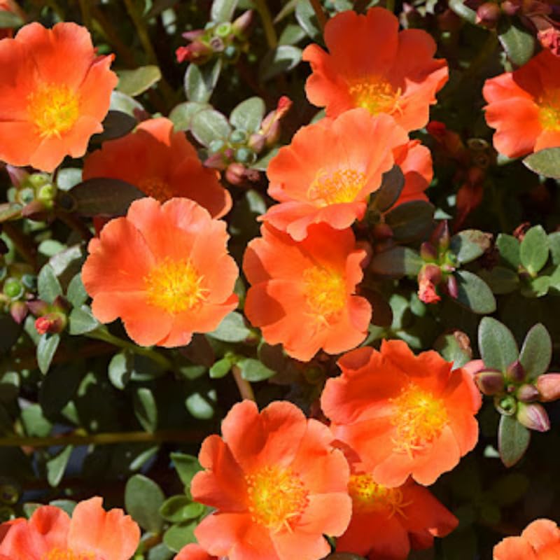 4 Orange Moss Rose Plants Live, Portulaca Ground Cover Flowers, 4-6 Inch Tall Plants for Garden or Containers