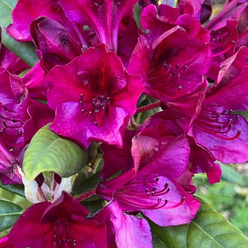 Dark Red Rhododendron Plant Live, Azalea Plants, Rhododendron Azalea Bushes Ready to Plant, Full Sun Outdoor Plants