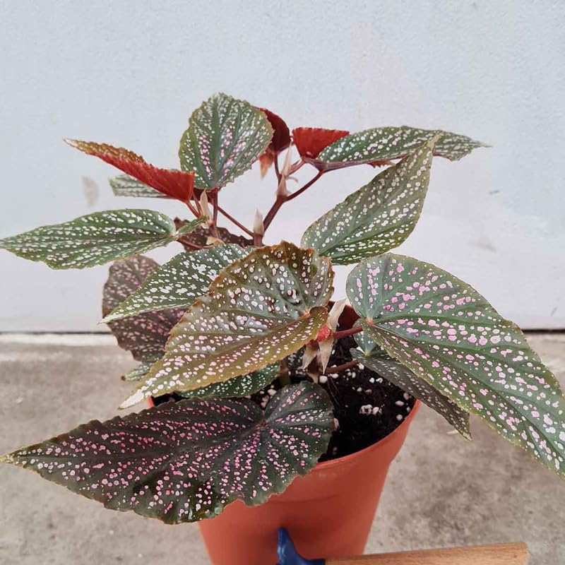 Pack 2 Begonias Plants Live, Pink Leaf White Spots Maculata Polka Dot Begonia Live Plant for Decorative Houseplants Indoor Outdoor, Spring Vibrant Foliage