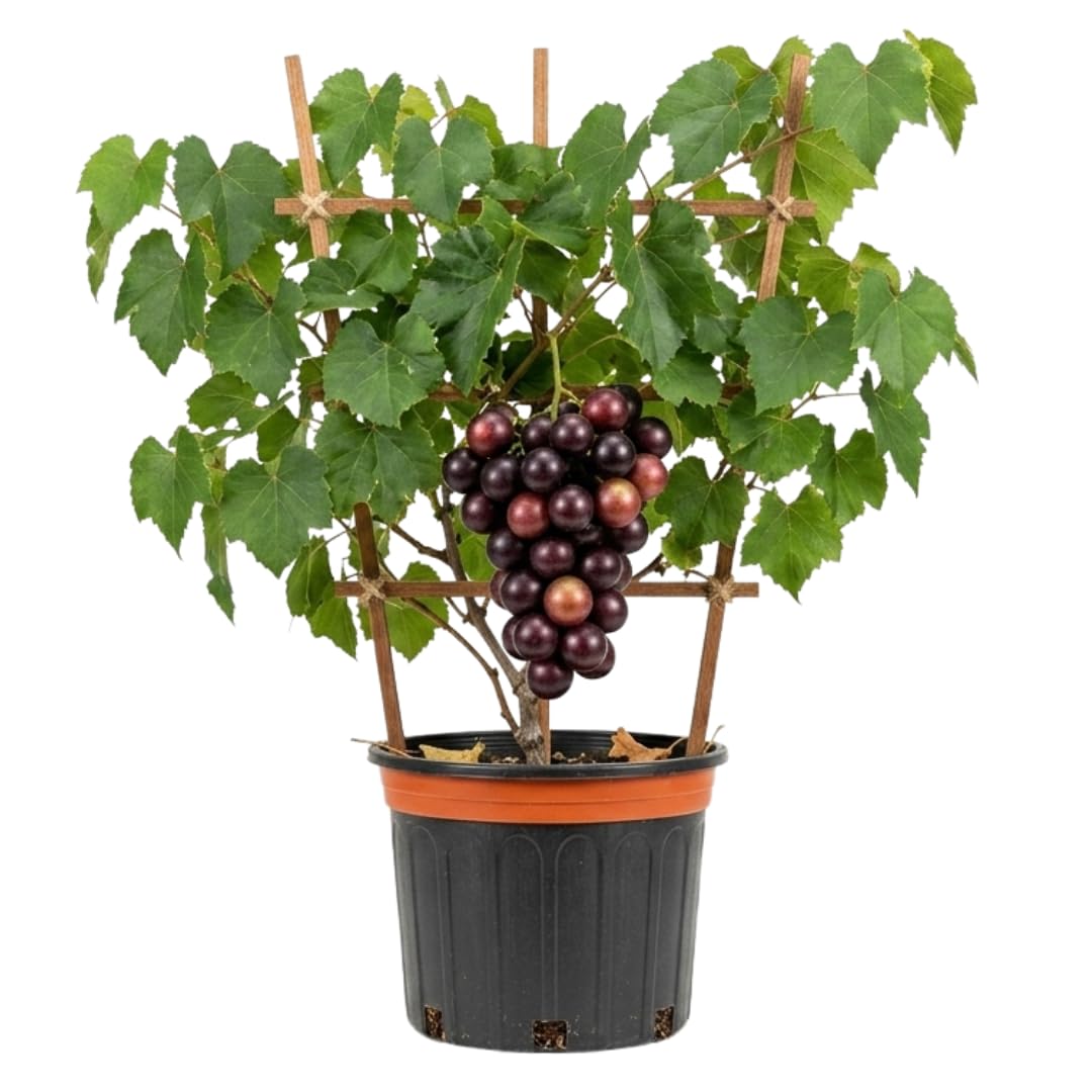1 Year Old Muscadine Grape Vines Live Plant, 20-24 Inches Tall in 1 Gallon, Sweet Fruit Grapevine for Trellis and Backyard Growing, Hardy Climbing Vine, No Ship to CA