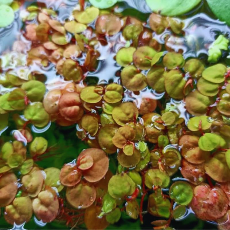 30 Red Root Floater Plants Live, Aquarium Plant