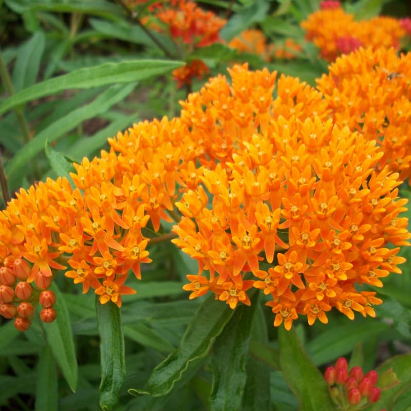Set 2 Orange Milkweed Plants Live, 5-8" Tall Perennial Butterfly Milkweed Plants, Well Rooted, Asclepias Tuberosa Live Plant