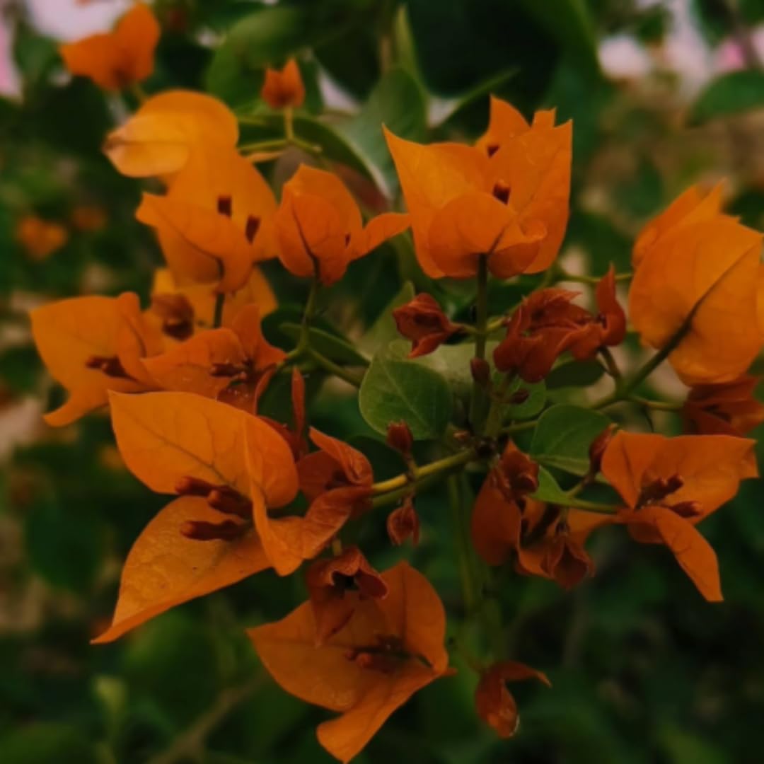 2 Orange Bougainvillea Plants Live, Bougainvillea Flower Plant, 3 to 5 Inc Tall, Live Bougainvillea Vine Plant