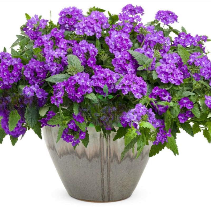 Sets 4 Random Verbena Plants Live Perennial Outdoor Sping Growing, Size 4-6" in Tall, Ready to Bloom, Ornamental Landscapes, Trailing Hanging Basket