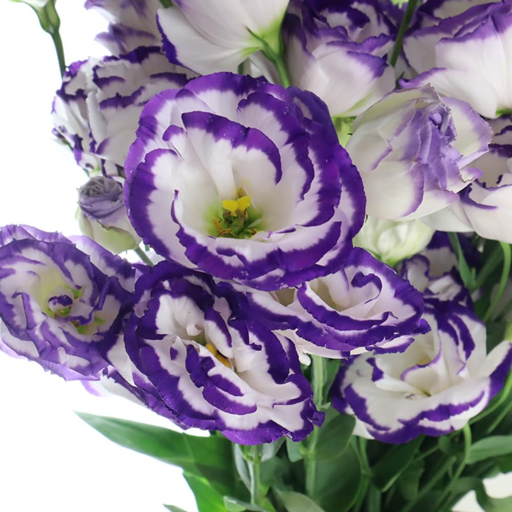 Sets 2 Blue Picotee Lisianthus Eustoma Live Plants, Plug Size, Well-Rooted, Texas Bluebell, Thornless Love Rose Plant, Spring to Fall Bloom, 2-4" in Tall Starter