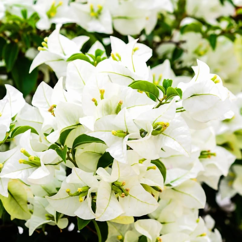 3 Bougainvillea Plants Live, 4-8” Tall Well-Rooted Bougainvillea Vine Flower Plants, Tropical Climbing Plants, No Pot