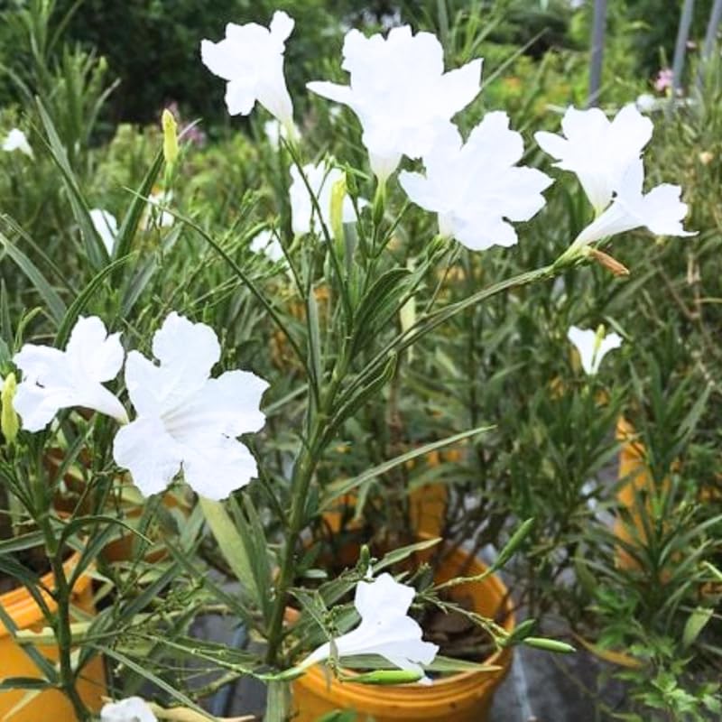 6 White Mexican Petunia Plants Live, 4-7 Inches Tall, Hardy Perennial Flowers