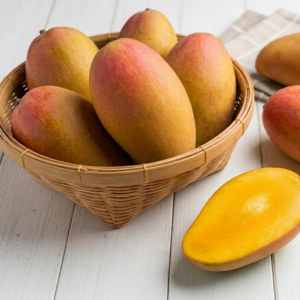 Mango Trees Live Plants, Glenn Mango Tree, 3 Gallon, 2-3 Feet Tall, Tropical Fruit Tree for Outdoor Garden, No Ship to CA