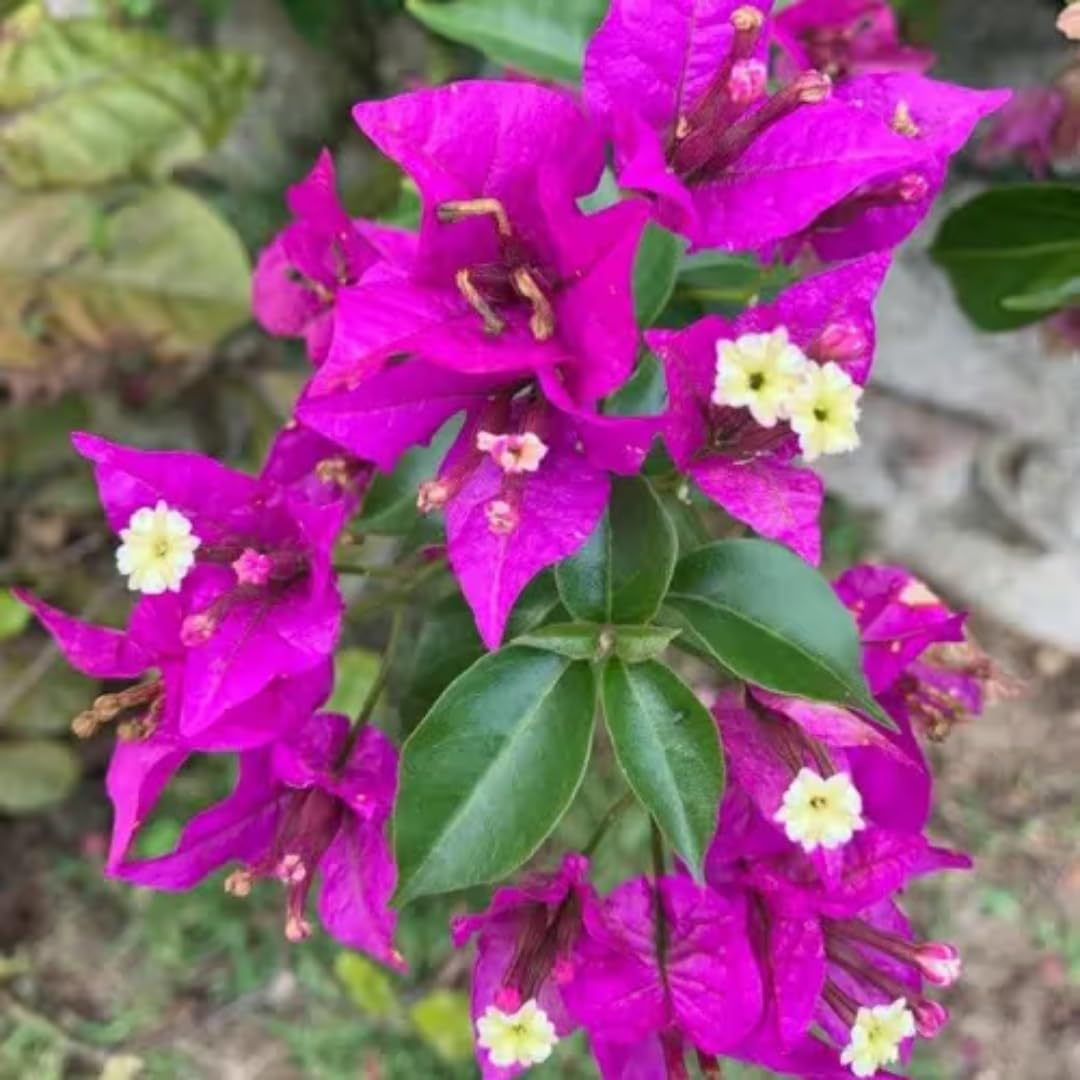 2 Purple Bougainvillea Plants Live, Bougainvillea Flower Plant, 3 to 5 Inc Tall, Live Bougainvillea Vine Plant