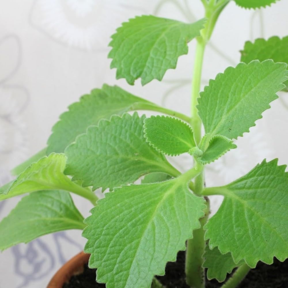Cuban Oregano Plants Live, Pack 2 Live Cuban Oregano Plant Indoor Oudoor, Mexican Mint Plant, Spanish Thyme Plant, 4 to 6 Inches Tall Outdoor