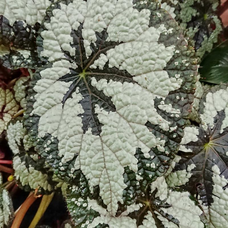 YOKEBOM Live Begonia Plant, Well Rooted Begonia Plant 4-7 Inches, Vibrant Colorful Foliage, Easy-Care Indoor Outdoor Houseplant - White Brown Foliage