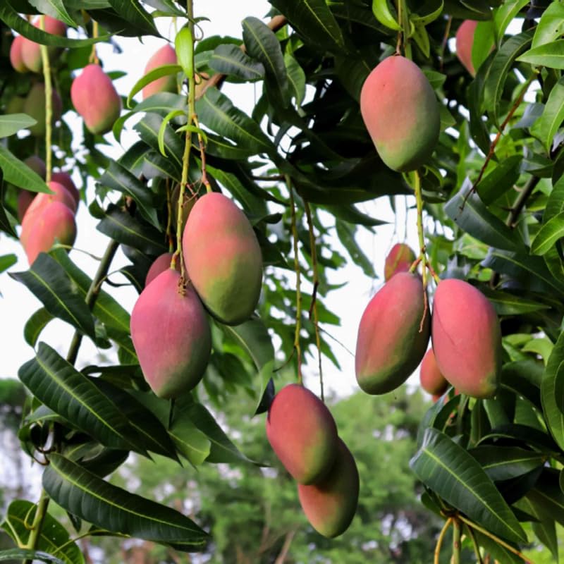 Summer Mango Tree Live Plant for Planting, Grafted Mango Plant in 3 Gallon Pot, Fast Growing Tropical Fruit Tree Seedlings