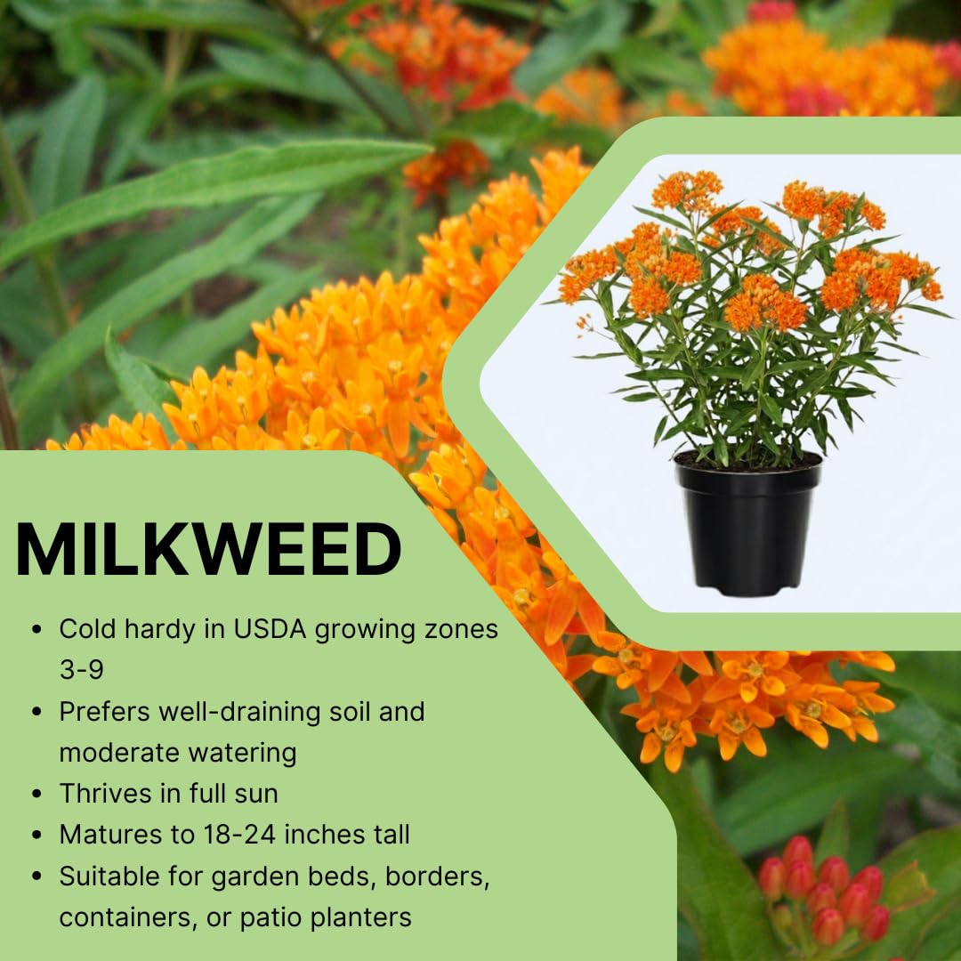 Set of 2 Live Milkweed Plants, Perennial Butterfly Milkweed Plants, Asclepias Tuberosa Plant, 5-8 Inch Tall for Indoor or Outdoor Planting (Orange Milkweed)