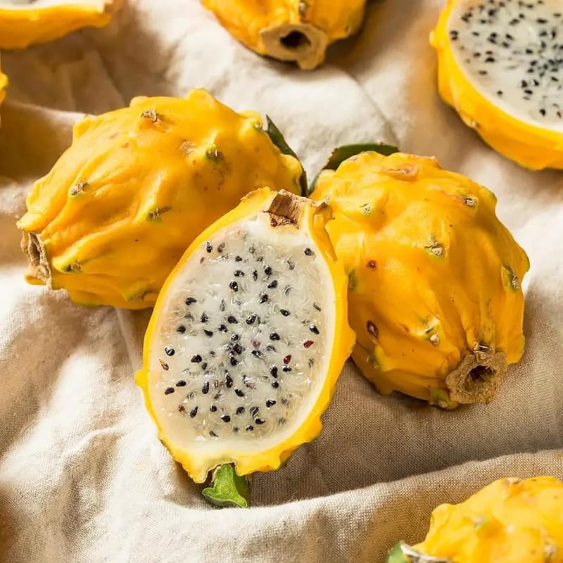 Set of 2 Yellow Dragon Fruit Plants Live, 4-8 Inches Tall, Tropical Cactus Live Plant, Dragonfruit Seedlings