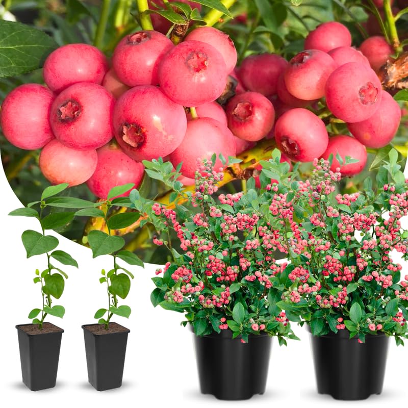 Sets 2 Blueberry Trees Live Plants, Blueberries Bushes, Hardy and High Yield, Seedlings Southern Highbush Blueberry Plants Live for Outdoor Growing, 5-7" Tall (Pink Lemonade)