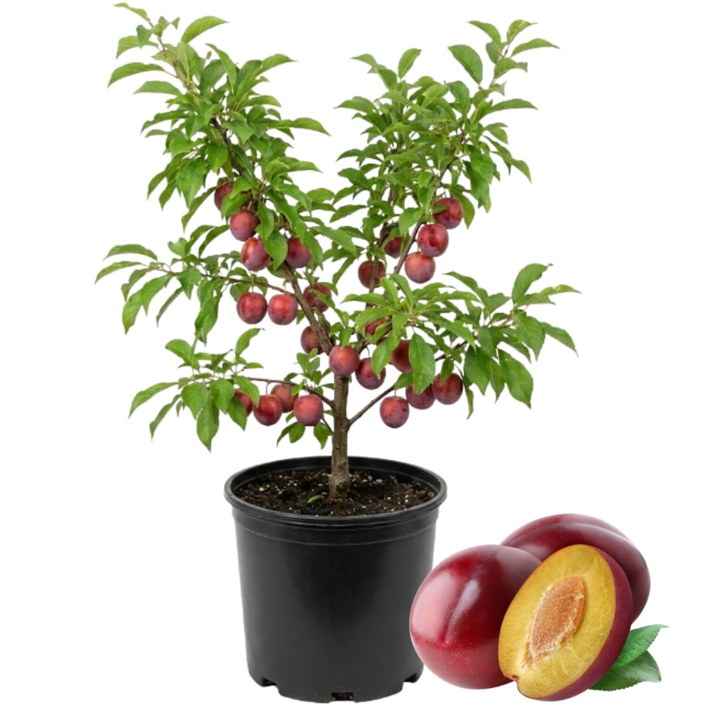 Sweet Plum Tree in 3 Gallon Pot, 3 to 4 Ft Tall Plum Fruit Tree, No Ship to CA