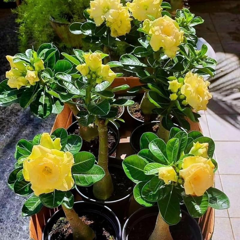 Desert Rose Plant Live, Adenium Obesum Desert Rose Succulent Live Plant, 4-8 Inches Tall, Flowering Cactus