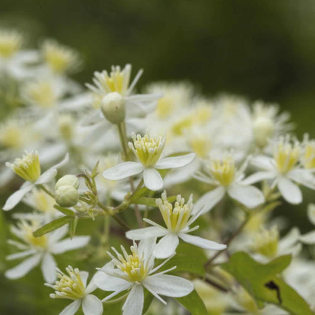 3 Sweet Autumn Clematis Vine Live Plant in 4" Pot, Dormant in Winter, Spring Blooms, Clematis Plants Live, Fragrant Vines