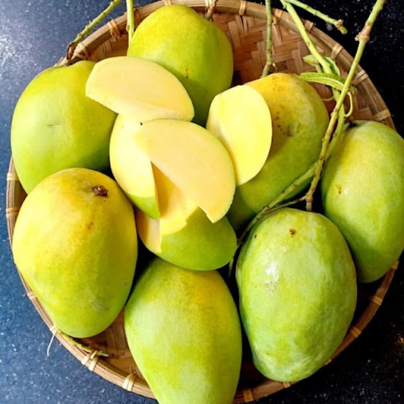 Sweet Tart Mango Tree Live Plant for Planting, Grafted Mango Plant in 3 Gallon Pot, Fast Growing Tropical Fruit Tree Seedlings