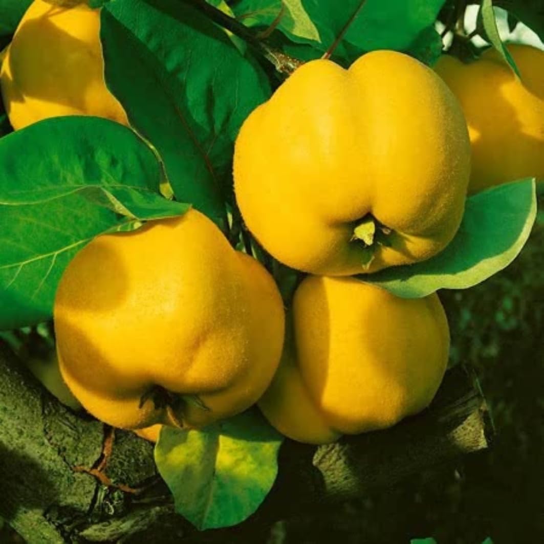 Yellow Quince Tree Live Plant, 2–3 Ft Tall, 2–3 Years Old, Cold Hardy Fruit Tree for Backyard and Garden Planting