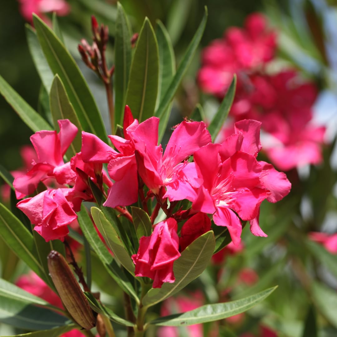 Set of 3 Pink Oleander Plants, Oleander Flower Bushes, Fragrant Flower Plants, 4 to 7 inches Tall for Indoor or Outdoor Planting