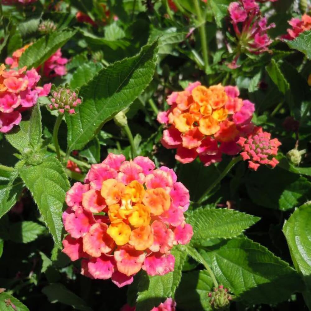2 Rose Lantana Plants Live, Lantana Live Plants for Planting Outdoors, Perennial Lantana Flowers, 4-9 Inch Tall