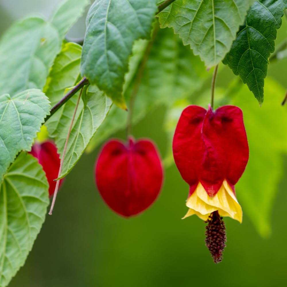 Abutilon Latern Plant Live, Red Abutilon Lantern Trailing Vine Well Rooted Plug 2 to 4 Inches