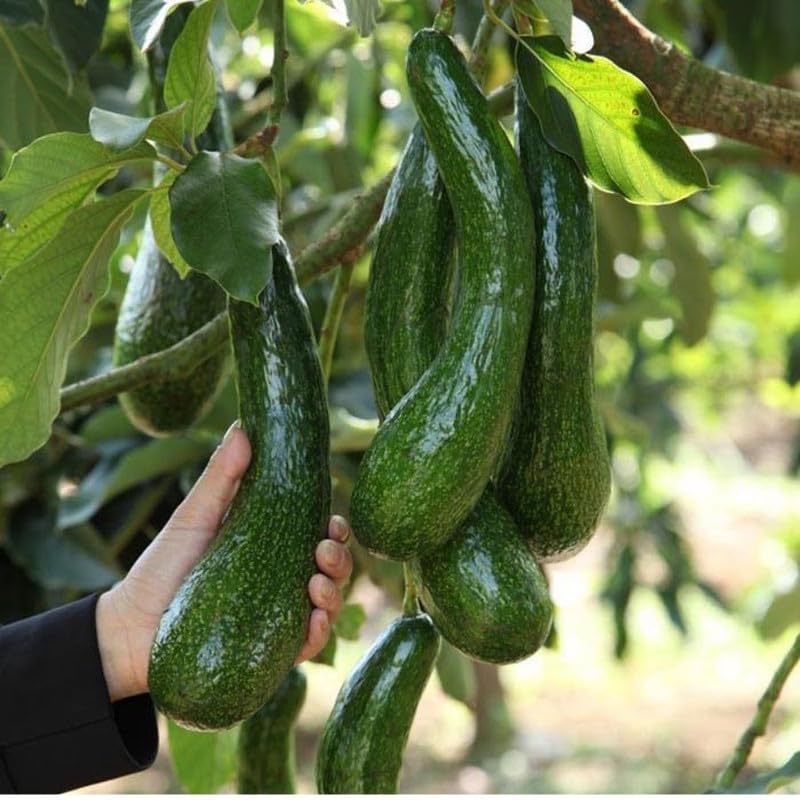Live Long Neck Russel Avocado Plant 1.5-2.5 Feet Tall, Long Neck Acocado Fruit Tree to Grow Outdoor Indoor