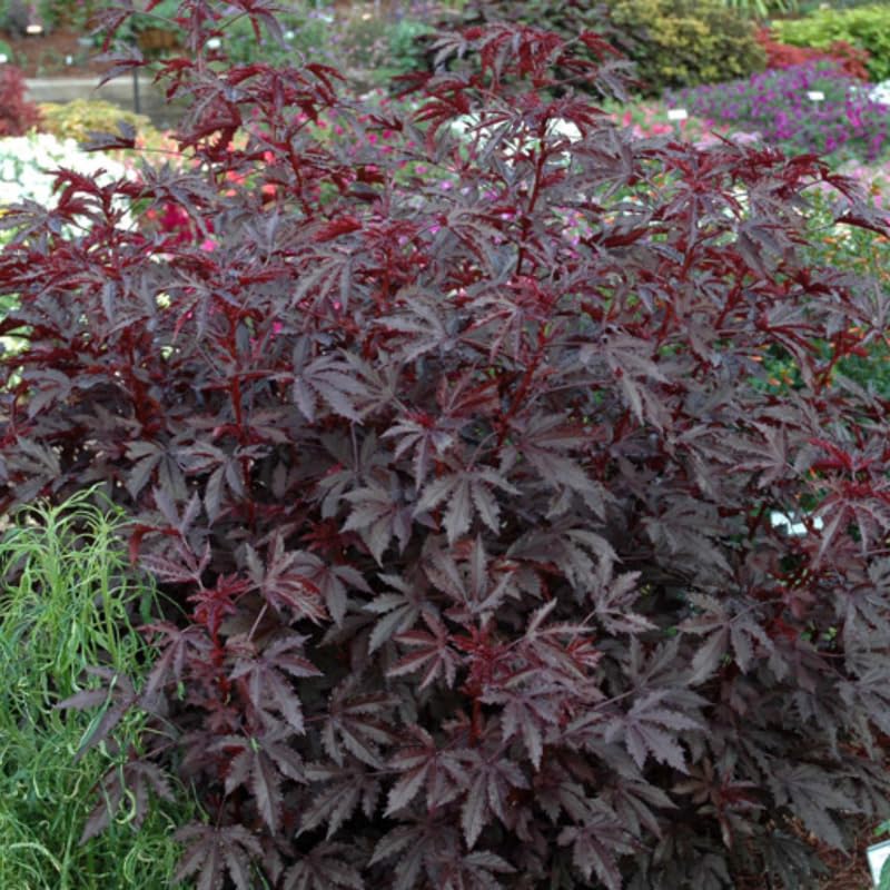 Cranberry Hibiscus Plant Live, Cold Hardy, Size 4-6" in Tall, Dormant in Winter, Spring Blooms, Hibiscus Trees Perennial Flower, No Pot