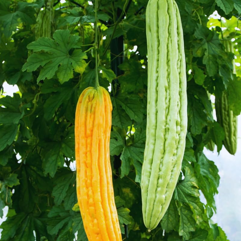 20 Green Long Bitter Gourd Seeds for Planting Outdoor Indoor, Gourd Seeds