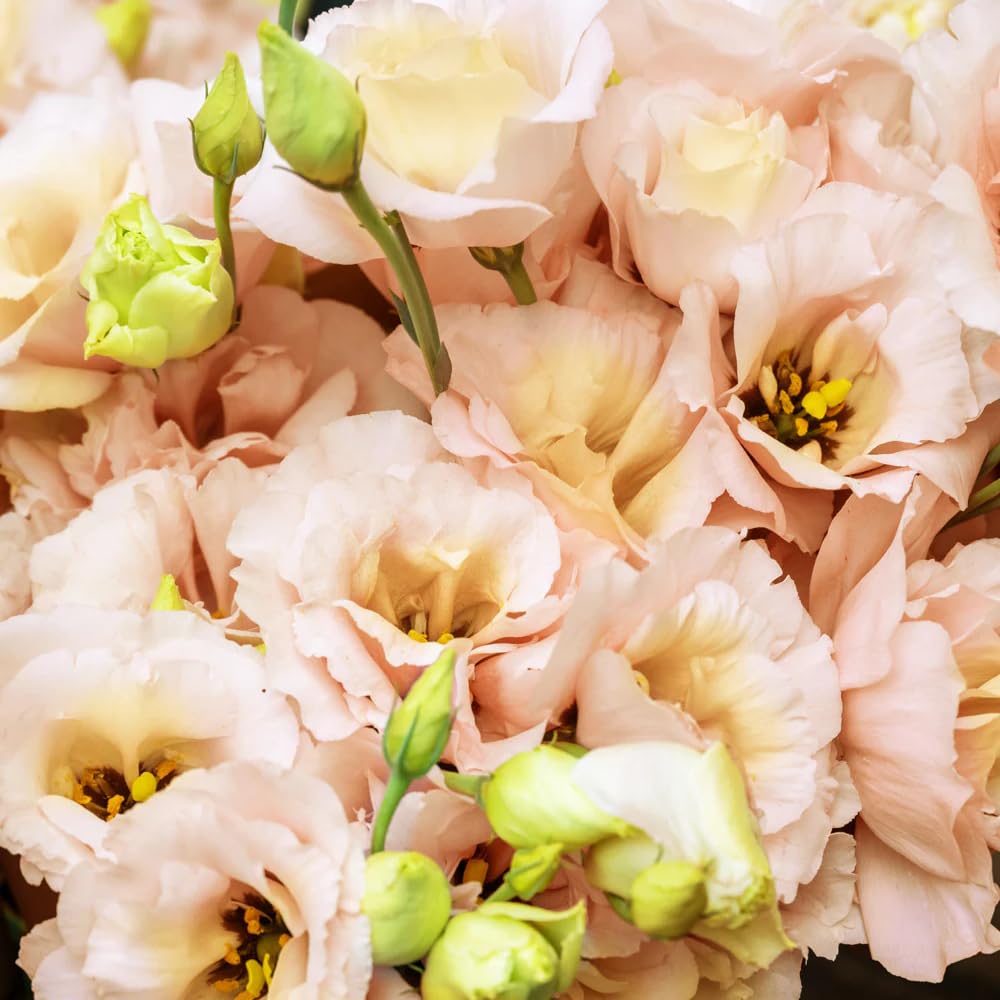 Creamy White Eustoma Lisianthus Plants Live Plug Size, Well-Rooted 3-5" in Tall, Texas Bluebell, Thornless Love Rose Plant, Summer Fall Bloom