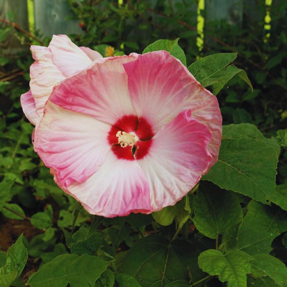 2 Hardy Hibiscus Plants Live, Pink Hibiscus Flowers Plant, 4 to 6 Inches Tall, Hibiscus Tree Live Plant for Gardening Indoor Outdoor