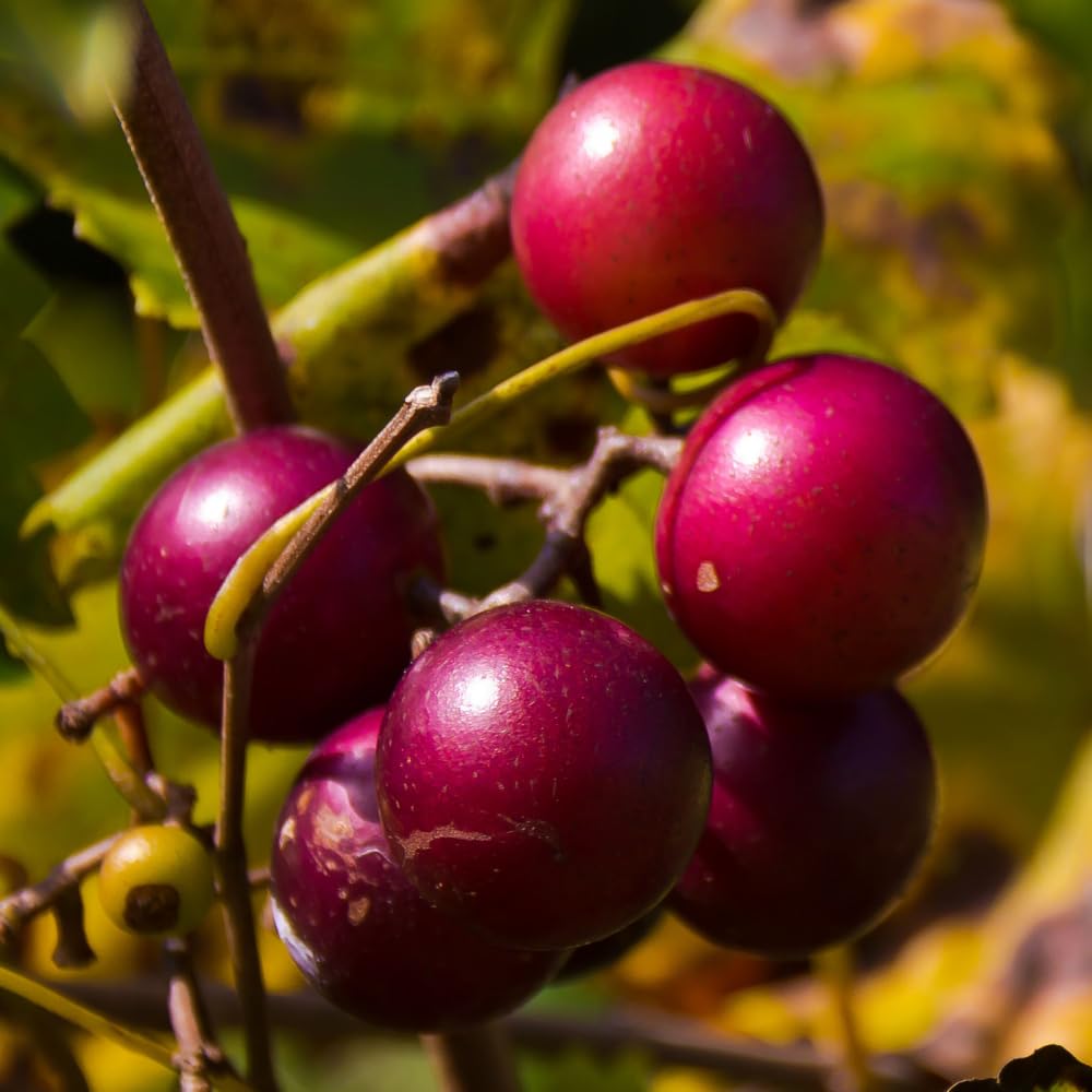 Sweet Muscadine Grape Vines Live Plants, Hardy Fruit Plant for Patio, Garden and Trellis Growing, 20-24 Inches Tall in 1 Gallon Pot, No Ship to CA