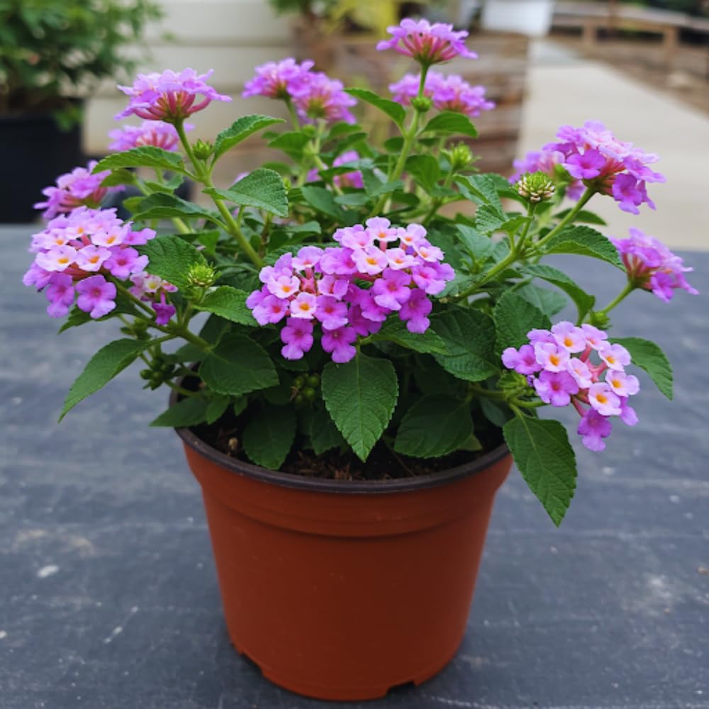 2 Trailing Lantana Plants Live, Lantana Live Plants for Planting Outdoors Between 5 and 7 Inc Long Garden (Lavender)