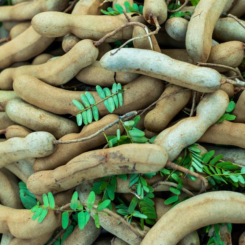 Tamarind Tree Live Plant, Perennial Tamarinds Fruit Tree, 2-3 Feet Tall in 3 Gallon Pot for Planting, No Ship to CA
