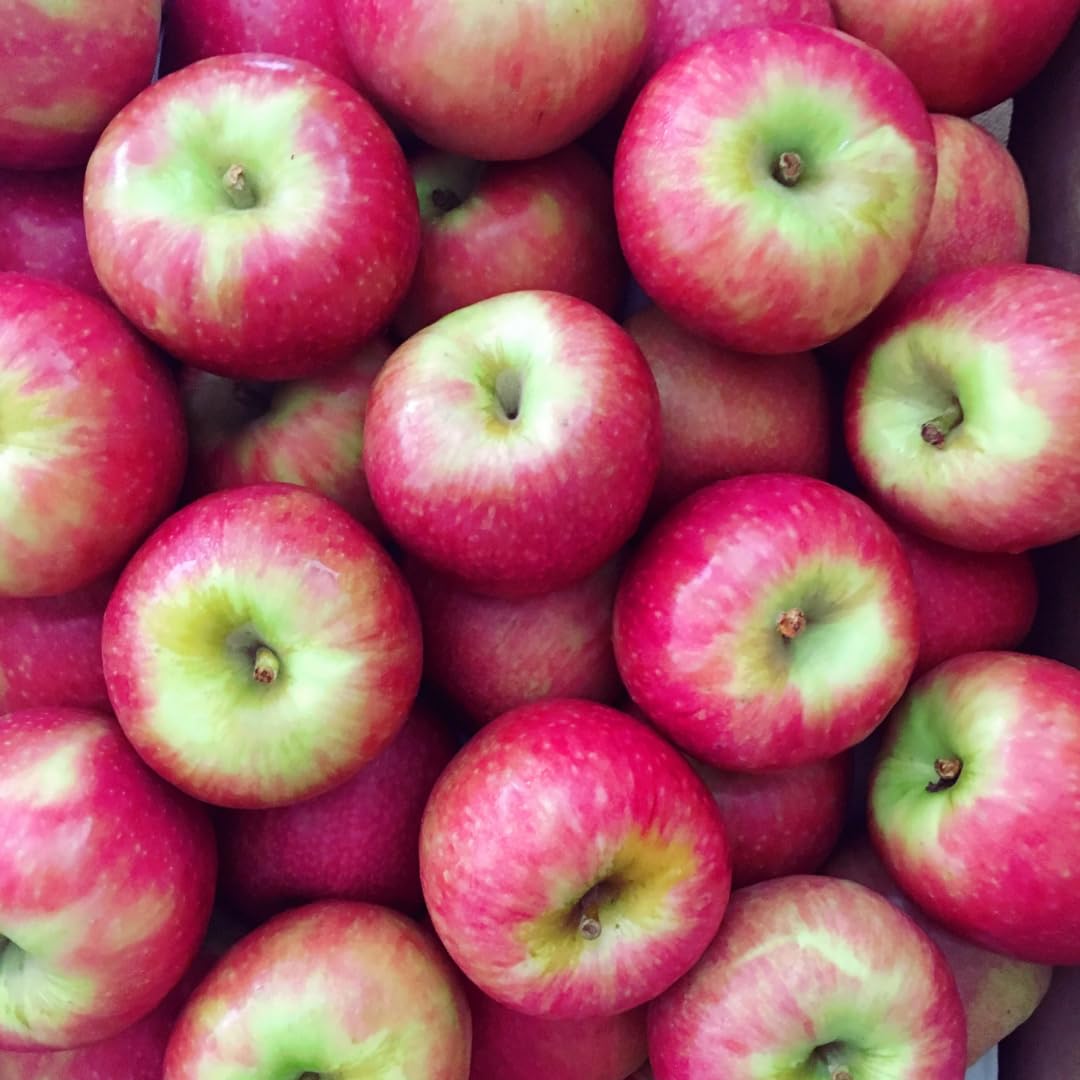 Red Green Apple Tree Live Plant 2-2.5 Feet, Bare Root Dormant, Spring Break Fruit Sweet Apple Trees Live Plants for Outdoor Planting, Cold Hardy Fruit