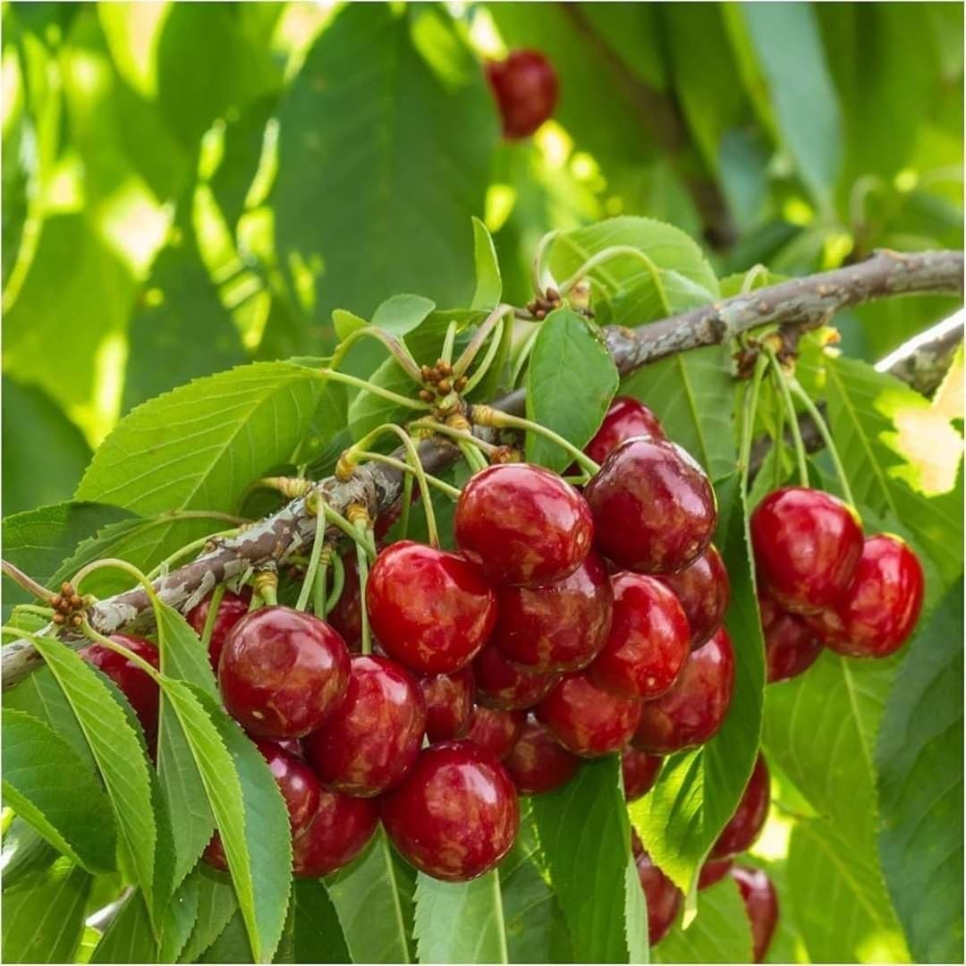 Bright Red Cherry Trees Live Plants 3-4 Feet Tall, Sweet Cherry Fruit Plants Live 3 Gallon Pot, Hardy Fruit Trees for Planting, No Ship to CA