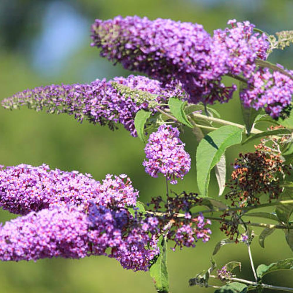 2 Butterfly Bushes Live Plants, Perennial Butterfly Bush for Outdoor Garden, Container Growing 4-7 Inches (Blue Purple)