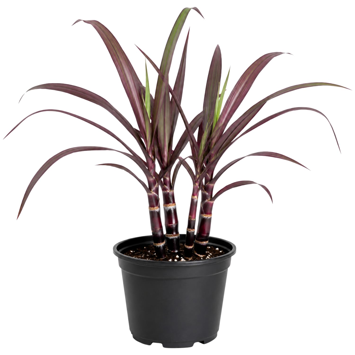 Purple Sugarcane Plant Live in 6 Inch Pot, 3-4 Sugar Cane Plants, Sweet Hardy Ornamental Plants for Garden, Patio and Container Planting, No CA