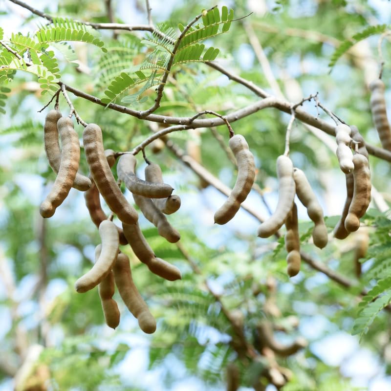 Tamarind Tree, 4-5 Ft Tall, 3 Gallon Pot, Sweet Tamarind Fruit Plant Live, No Ship to CA
