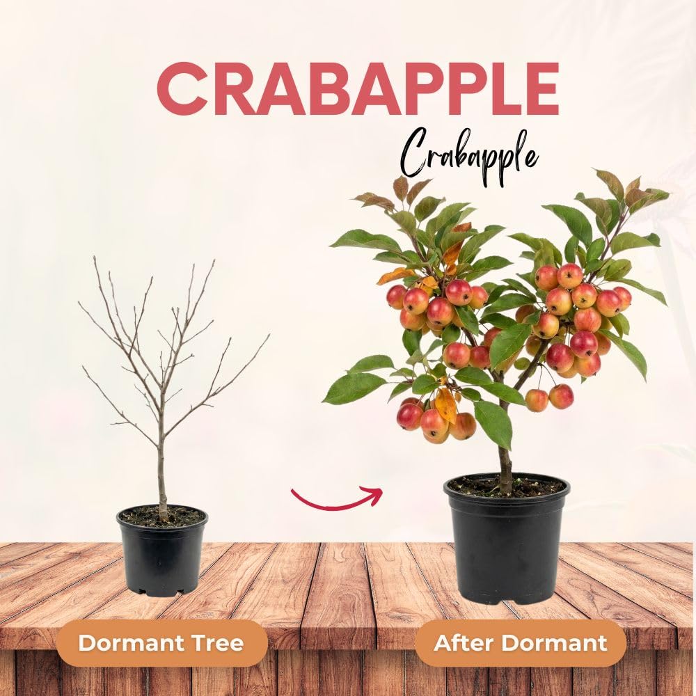 Live Crabapple Plant, 6-10 Inches Tall