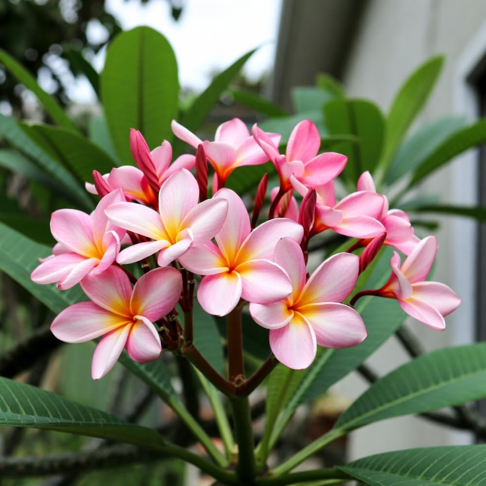 Set 2 Pink Plumeria Plant Cutting Flowers, Rare Plumeria from 10 to 12 Inches Unrooted Cutting, Fragrant Tropical Flowers for Landscaping