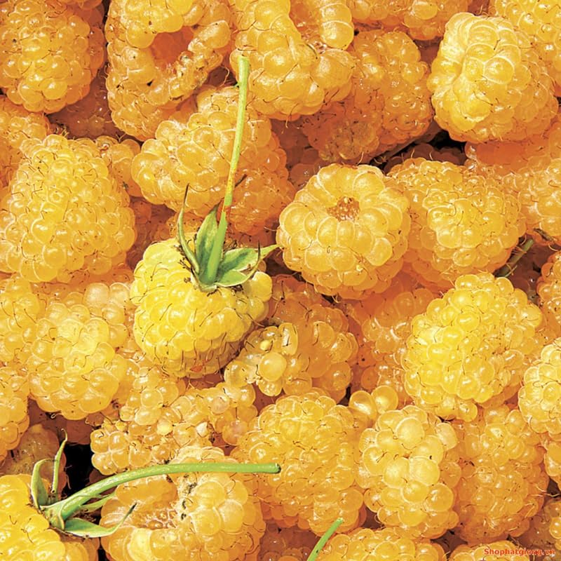 2 Raspberry Plants Live, Fall Gold Raspberry Bush for Planting, 4-7" in Tall, Spring Raspberries Cold Hardy