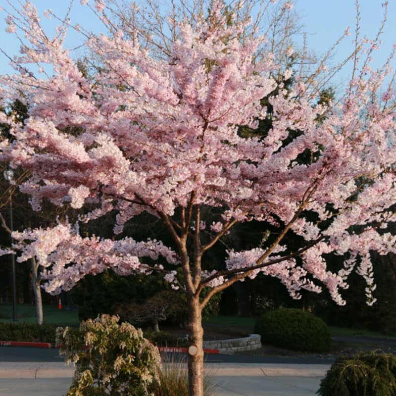 Live Cherry Blossoms Tree Plant, Random Flowering Cherry Blossom in 2.5 Inches Pot, Dormant in Winter, Perennial Bloom, 9 Months Old Trees