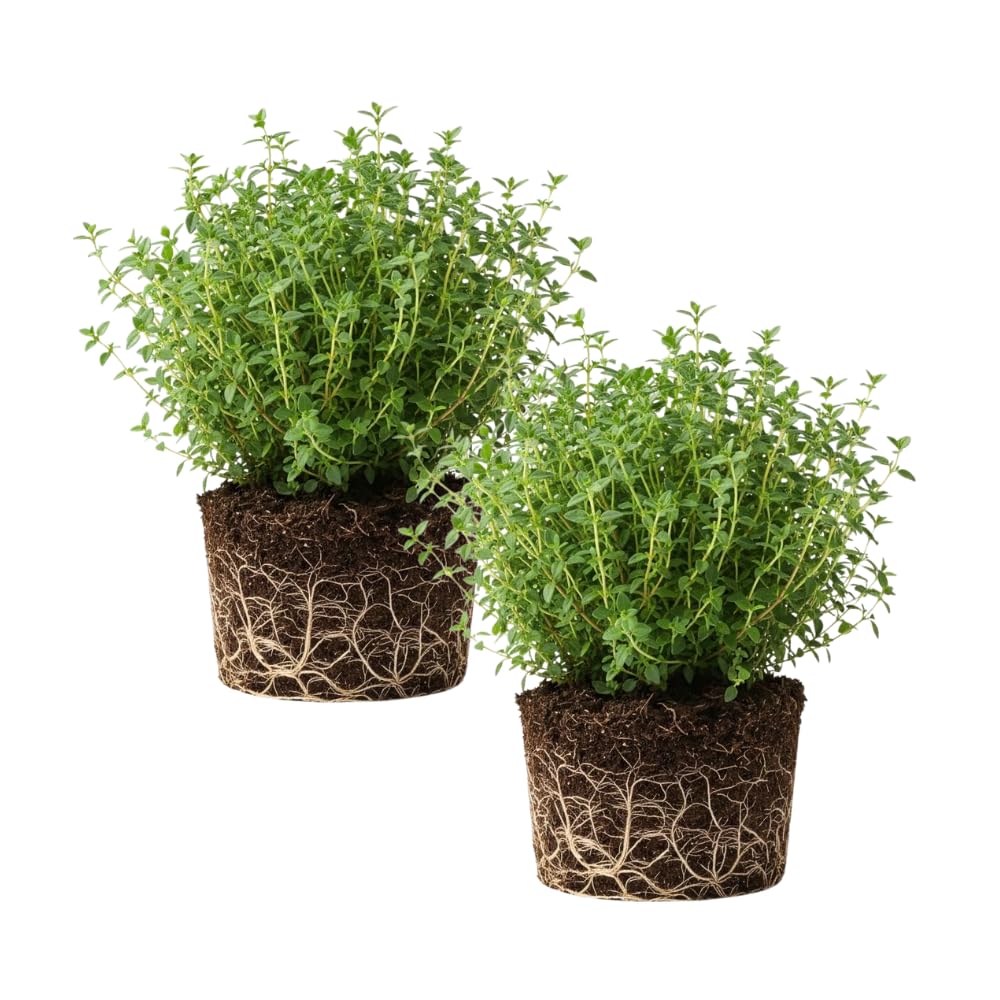 Set 2 Lemon Thyme Plants Live, Live Lemon Thyme Herbs, 4 to 6 Inches Tall, Edible and Fragrant Herb for Patio and Garden