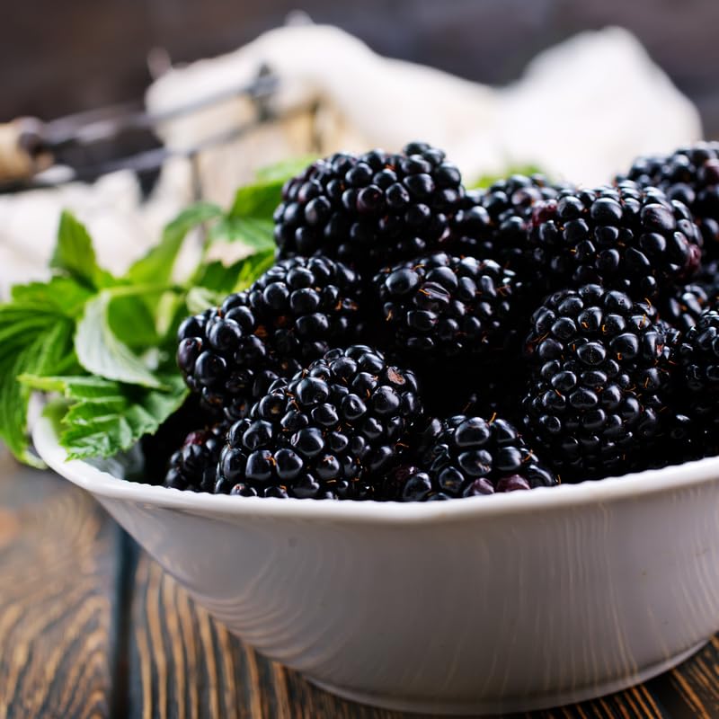 Pack 2 BlackBerry Plants Live, 4-8 Inch Tall, Navaho Thornless Blackberries Fully Rooted High Yield Berry Plants for Outdoor Planting
