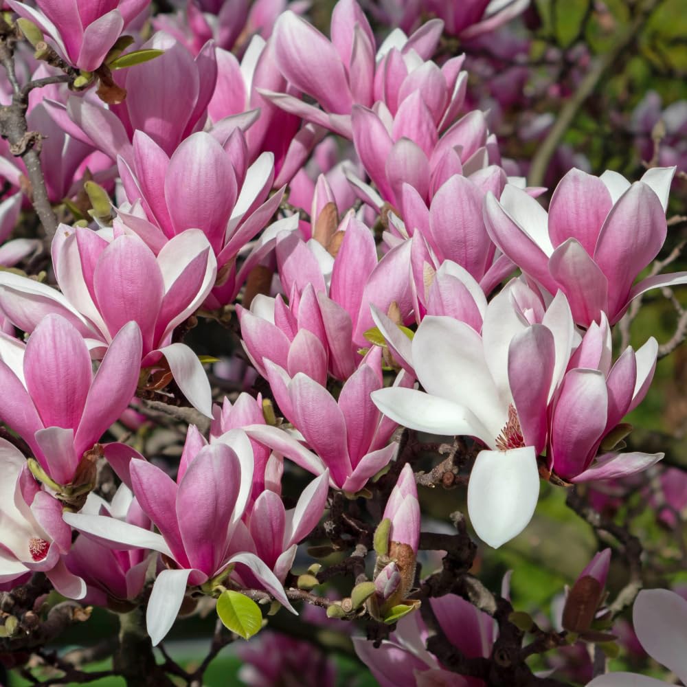 Jane Magnolia Plant Live, Magnolia Trees Live Plants, Pink Flower, 2-3 Feet Tall in 3 Gallon Pot for Growing, No Ship to CA