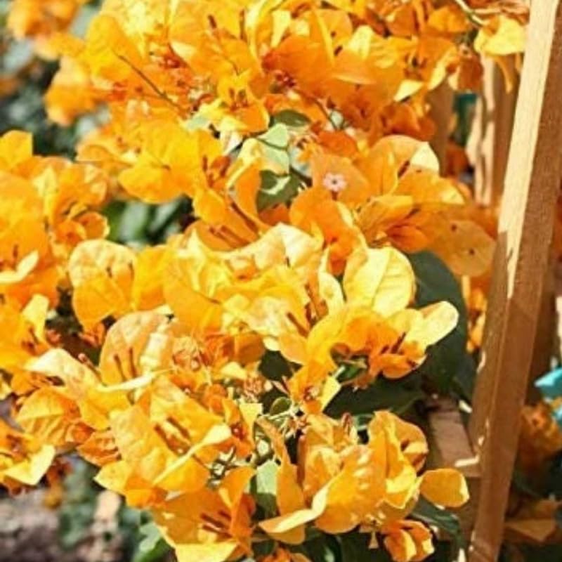 3 Gold Bougainvillea Plants Live, 4-8” Tall Well-Rooted Bougainvillea Vine Flower Plants, Tropical Climbing Plants, No Pot