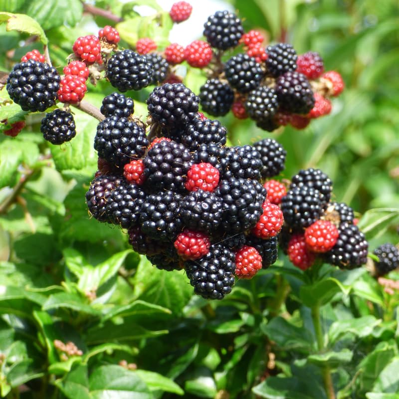Pack 2 BlackBerry Plants Live, 4-8 Inch Tall, Navaho Thornless Blackberries Fully Rooted High Yield Berry Plants for Outdoor Planting
